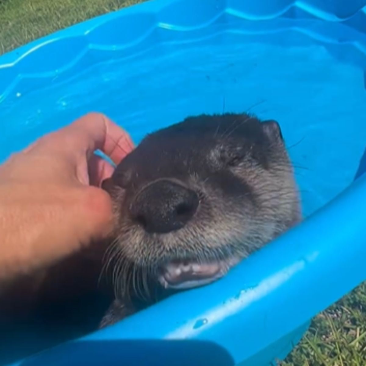 otter swimming