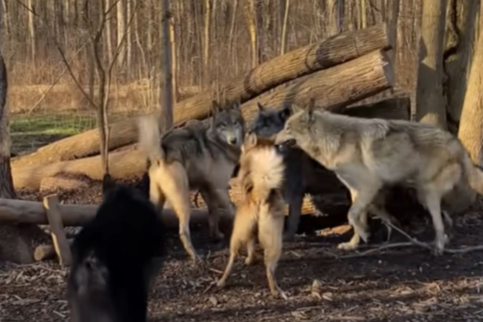 pack of wolf dogs