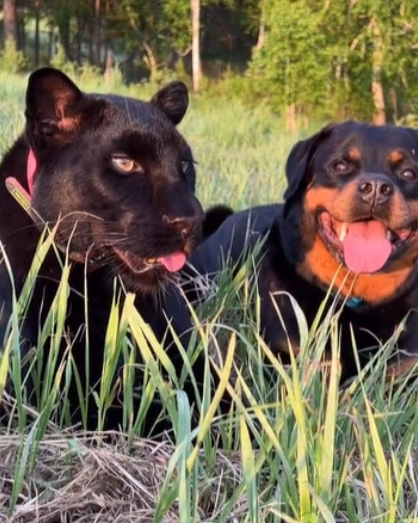 panther and a dog lying in grass