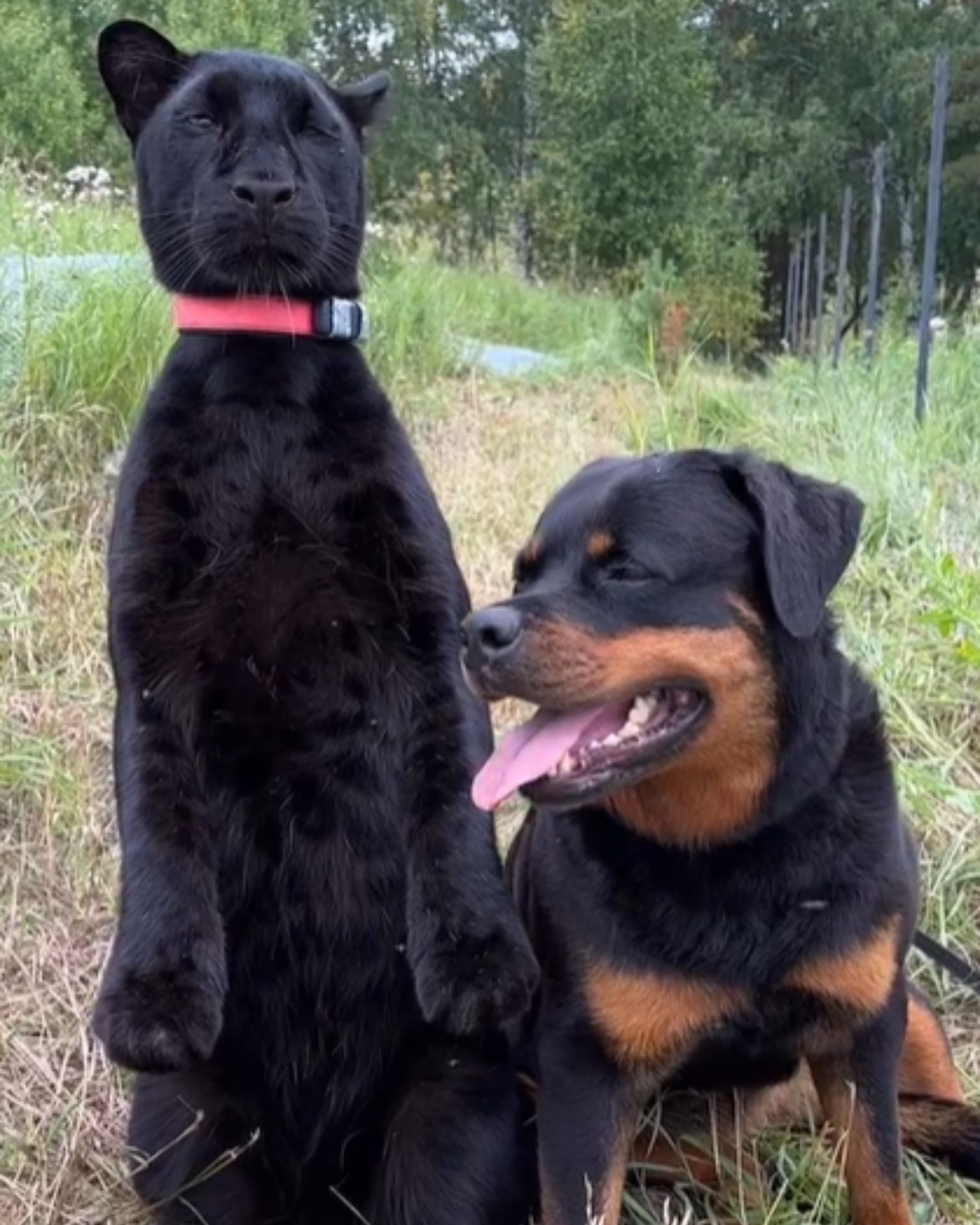 panther and a dog