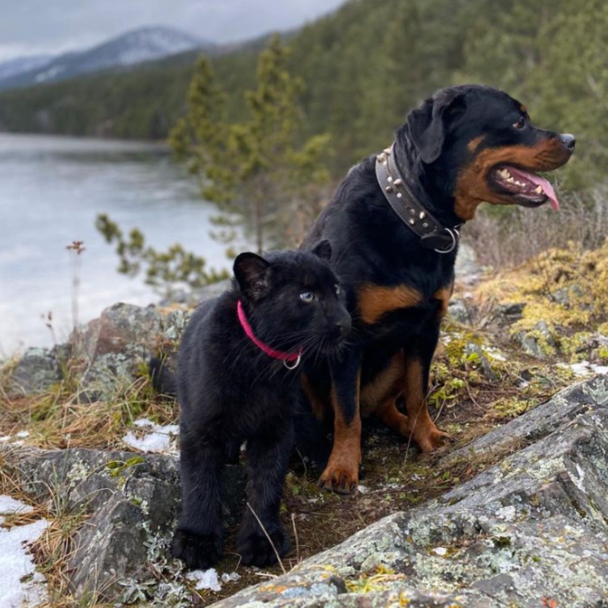 panther next to rottweiler