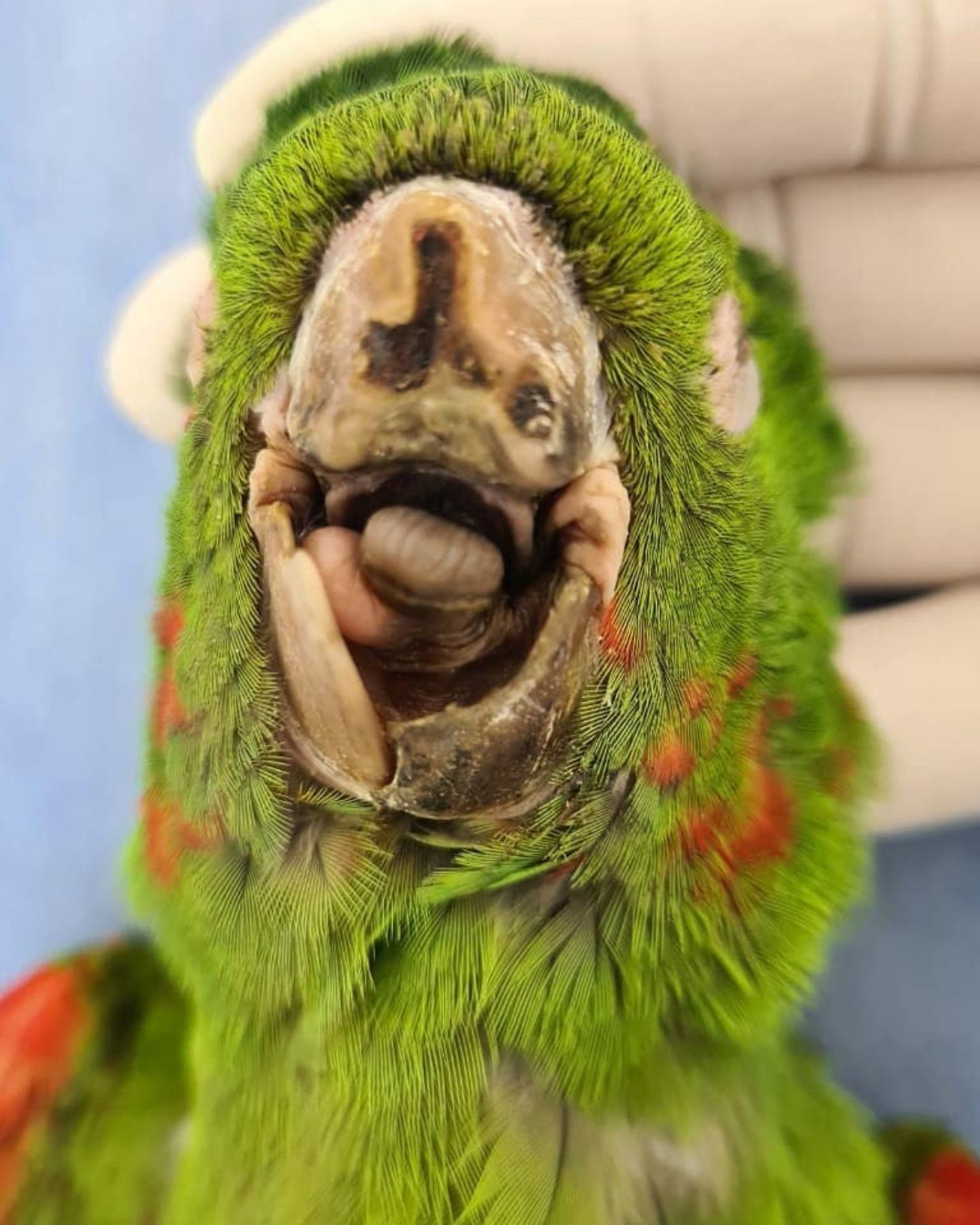 parrot with damaged beak