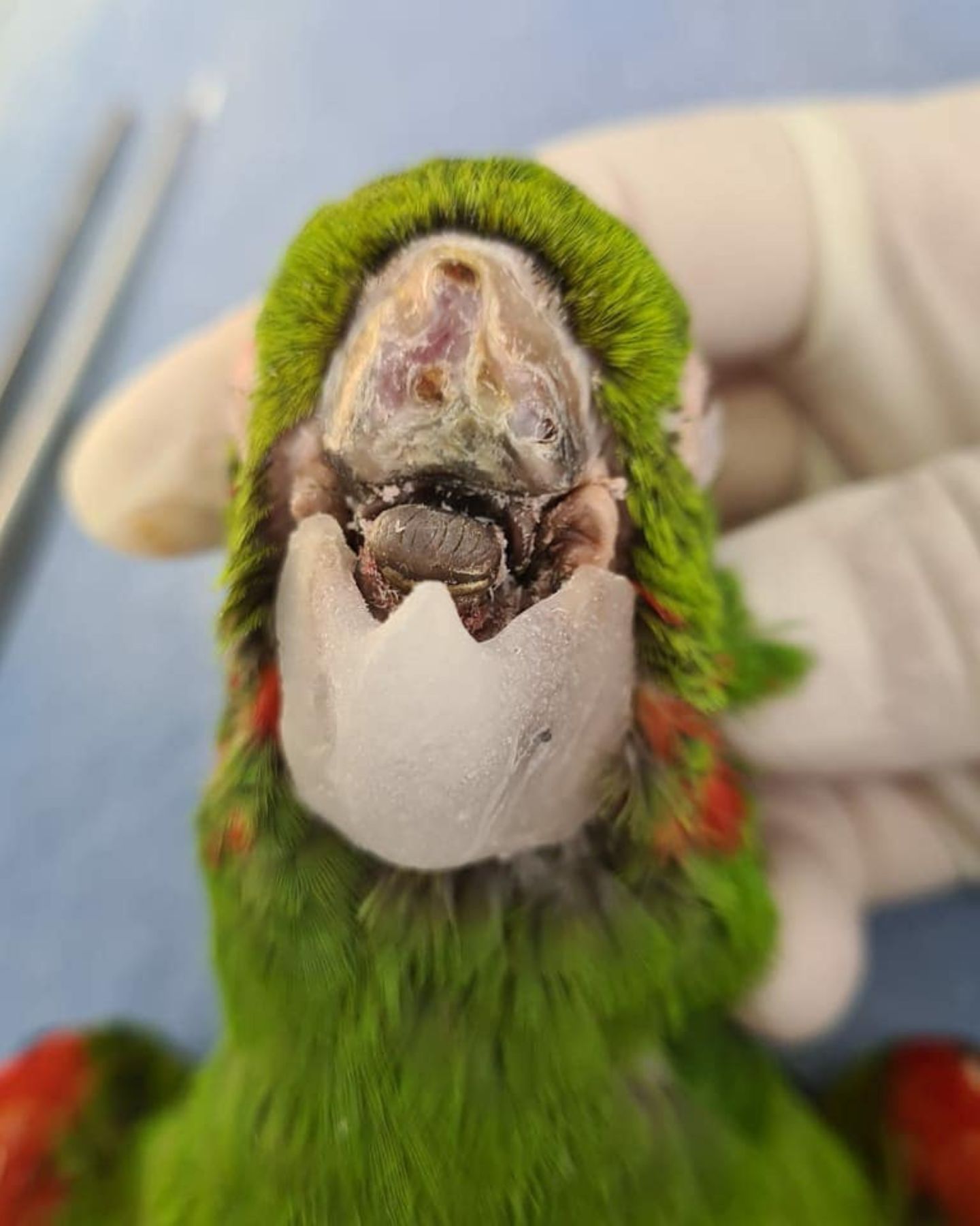 parrot with plastic beak