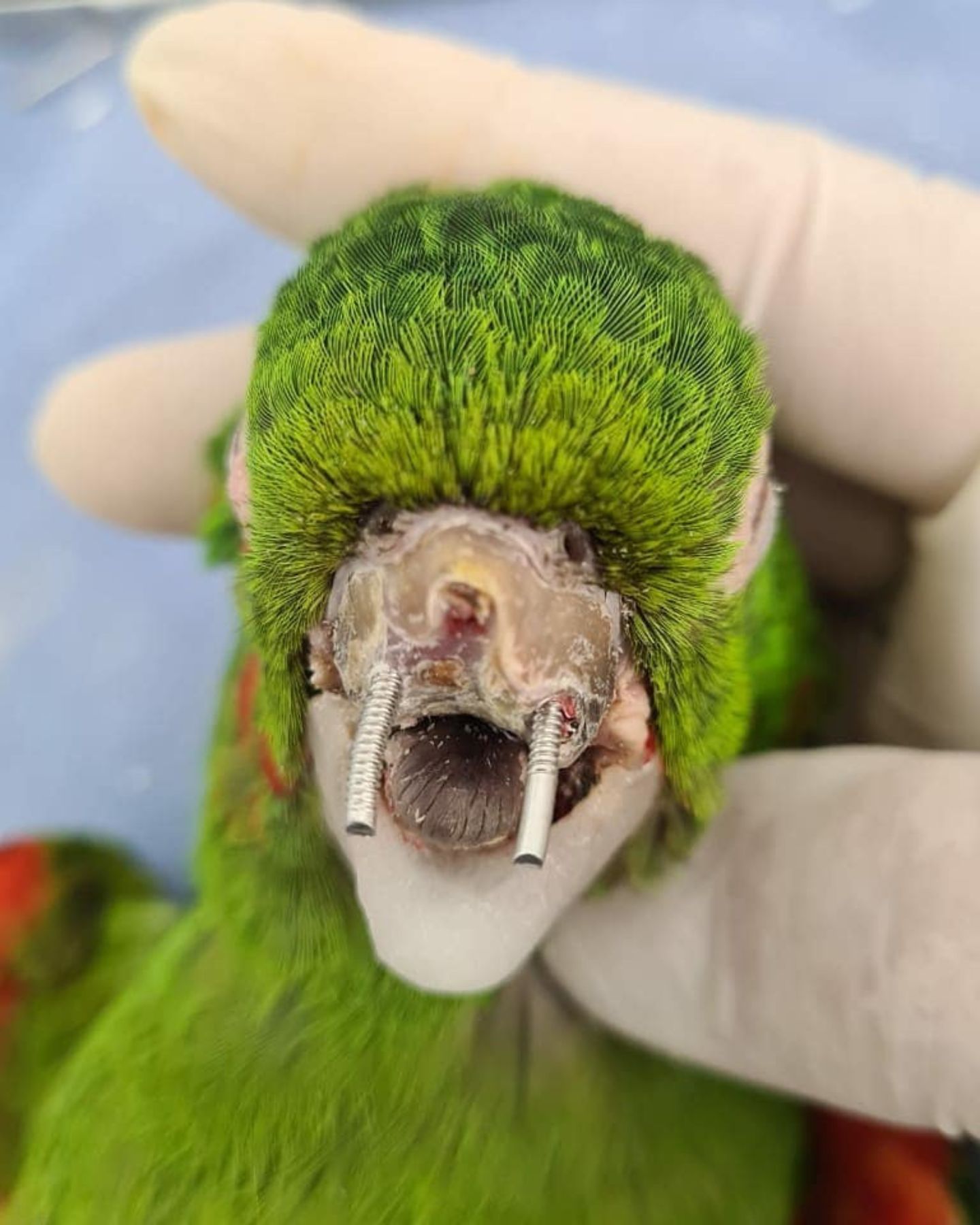 parrot with screws