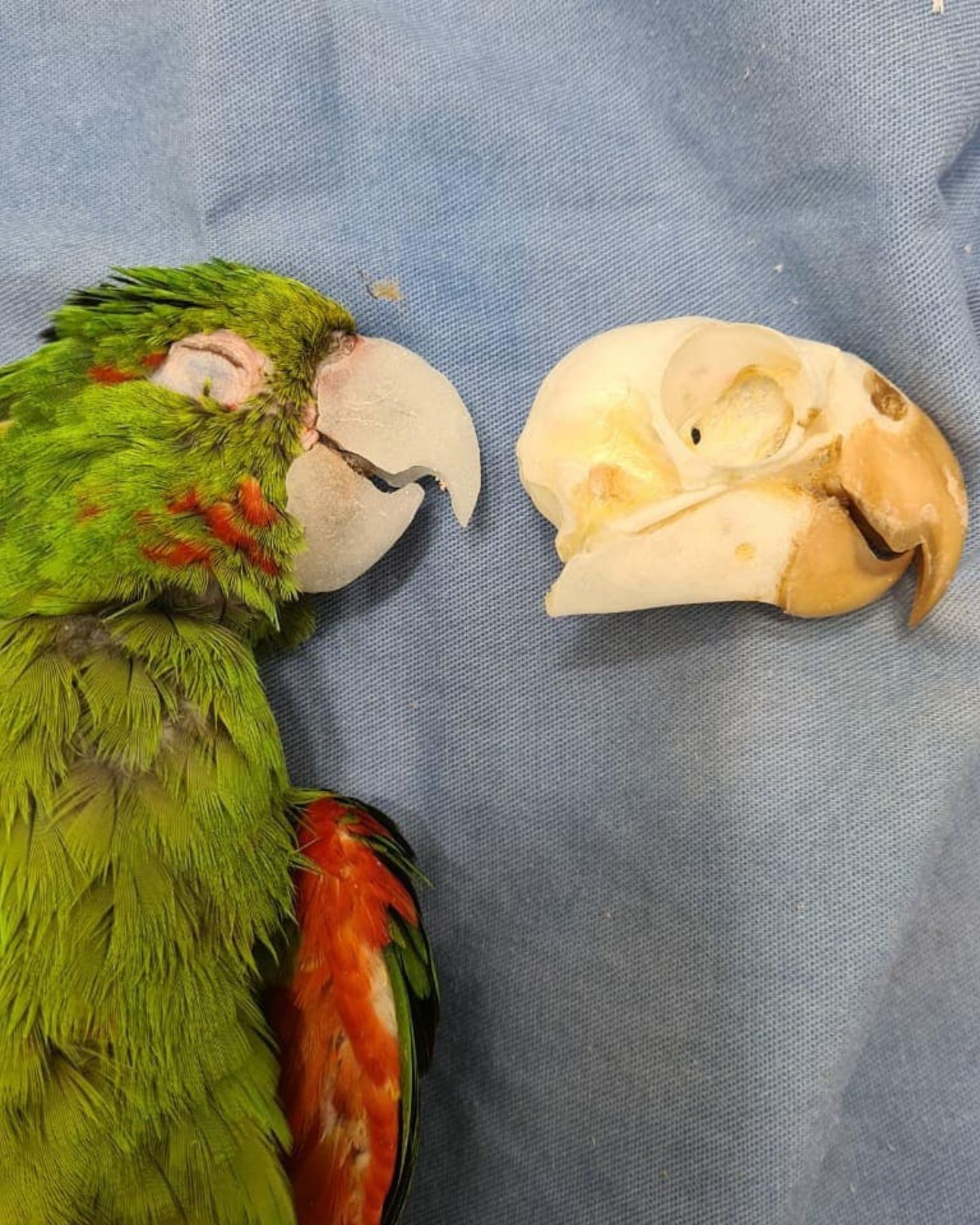 parrot with skull