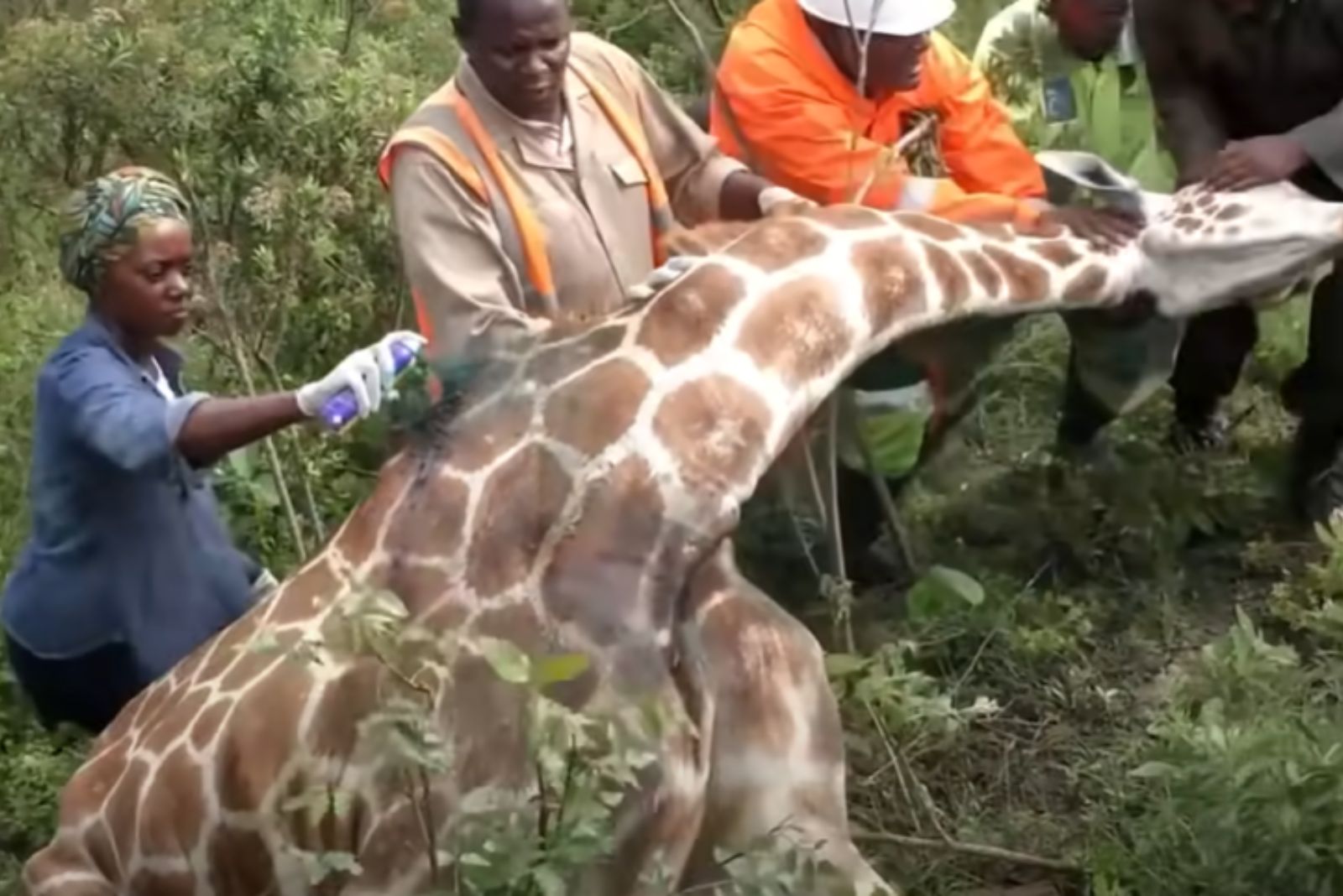 people and giraffe