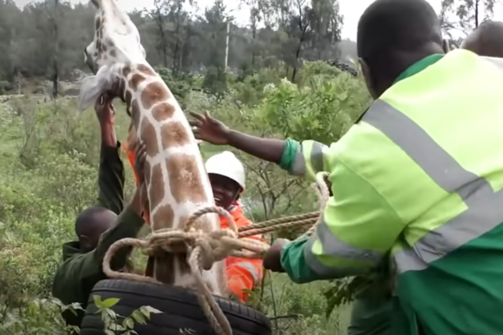 people helping a giraffe