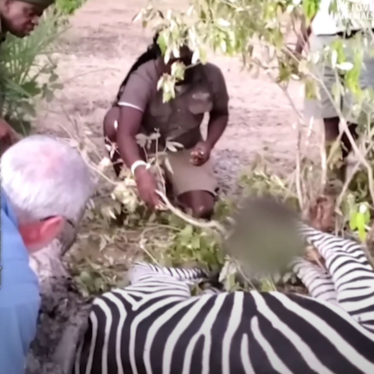 people helping zebra