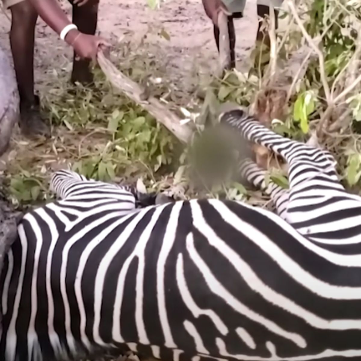 people rescuing zebra