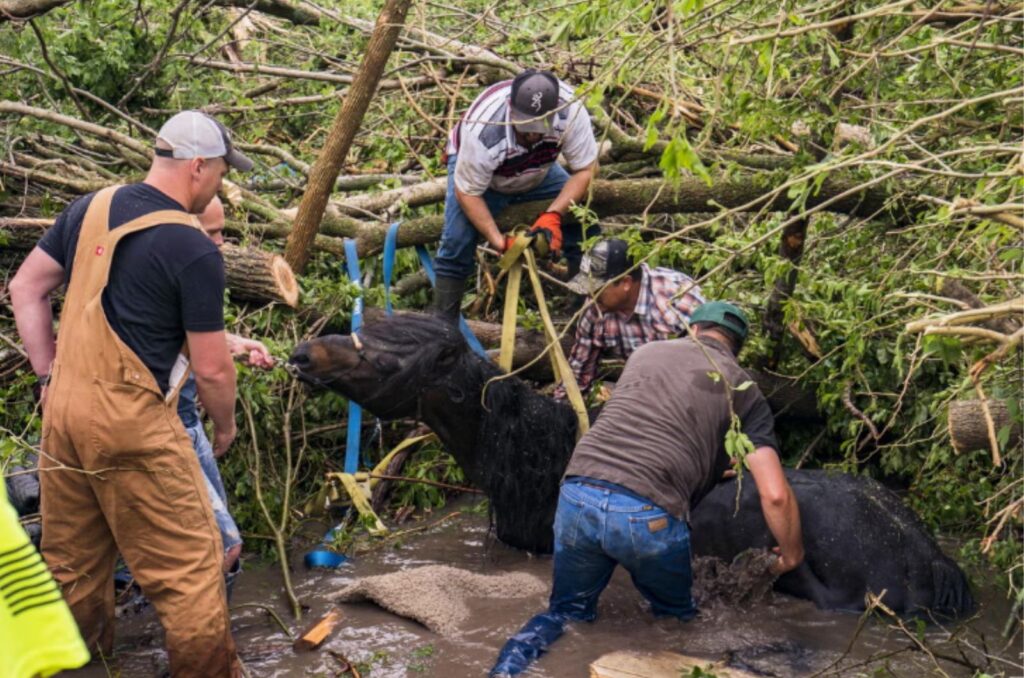 people save the horse from the water by tying it up