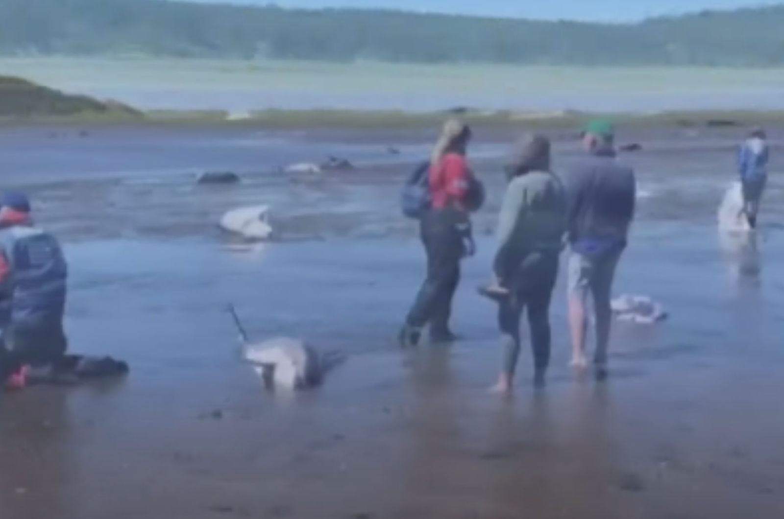 people standing where the dolphins are