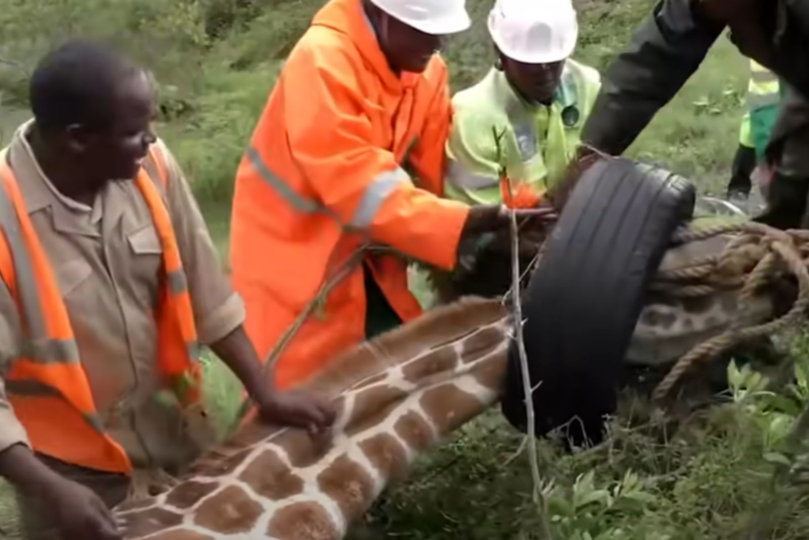 people taking tire of giraffe neck