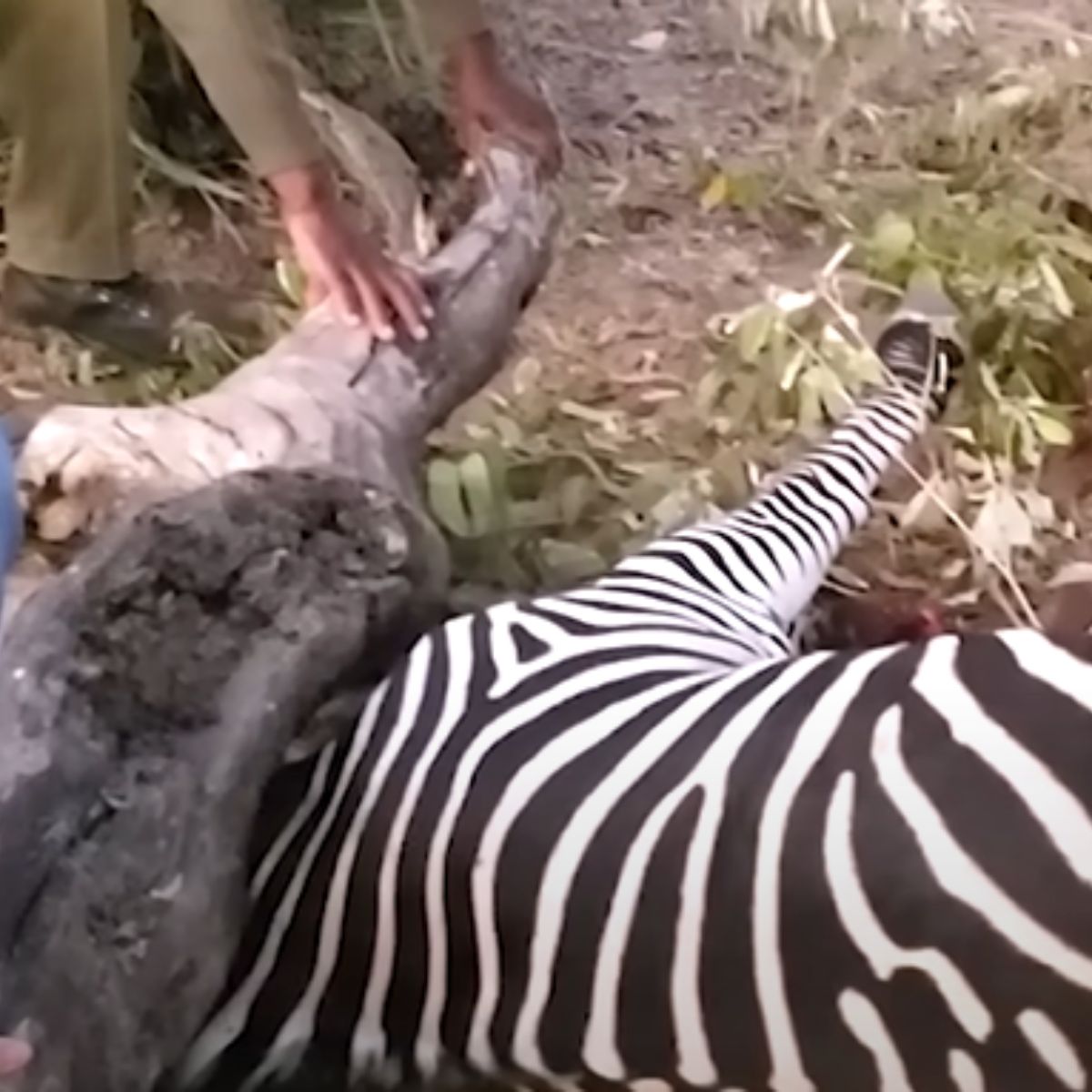 person helping a zebra