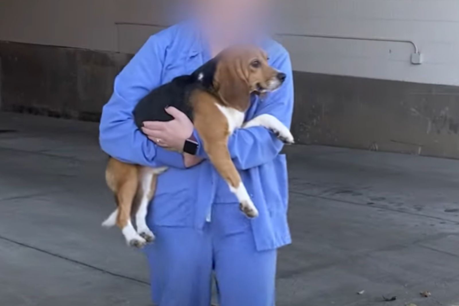 person holding the medical lab dog