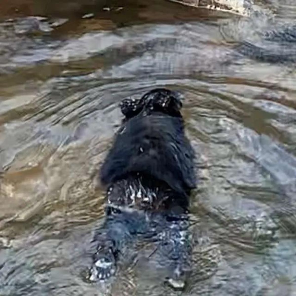 photo of bear cub in a river