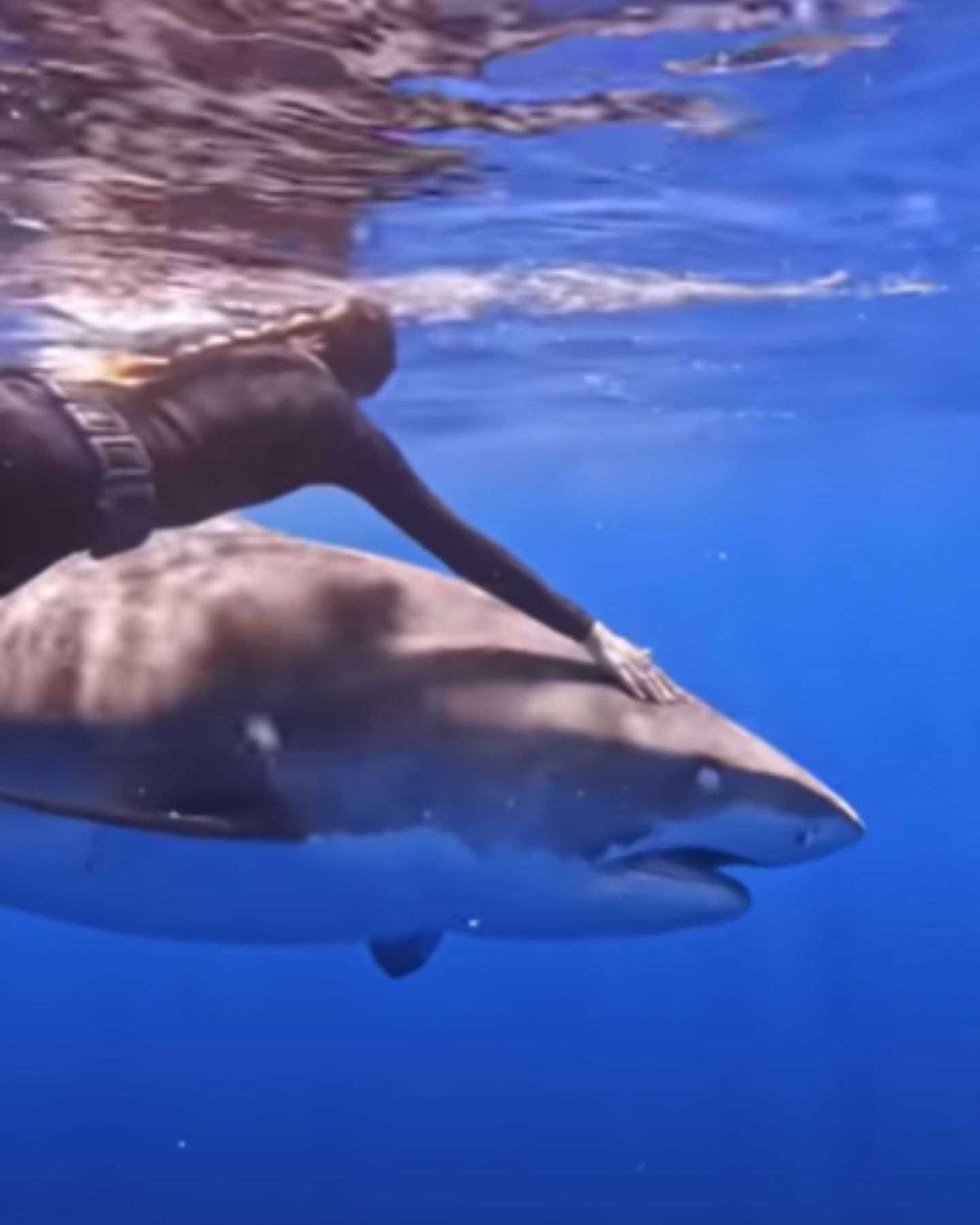 photo of diver and a shark