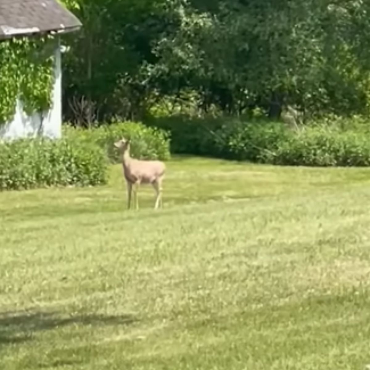 photo of fawn on grass