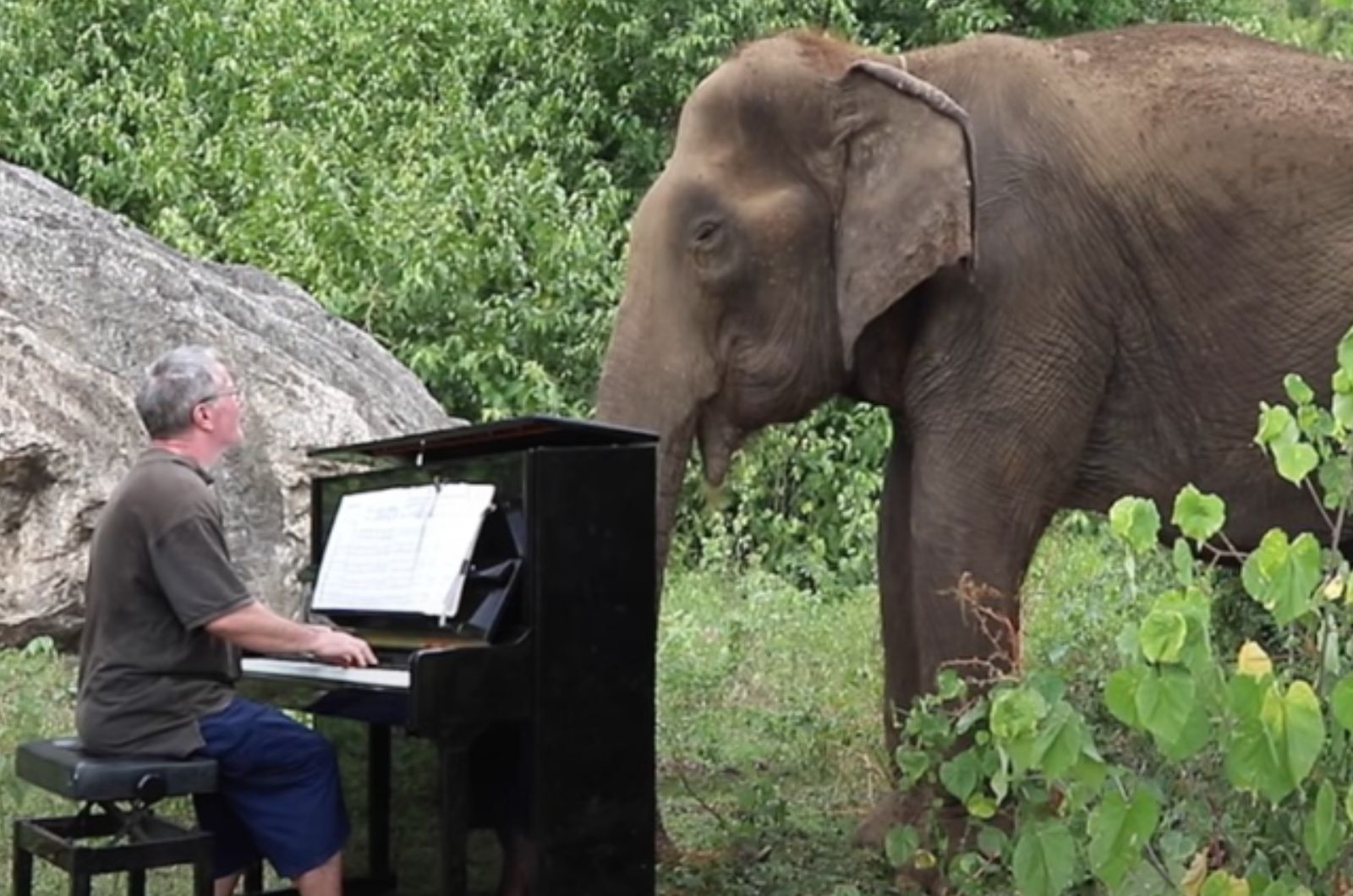 photo of man playing piano for elephant