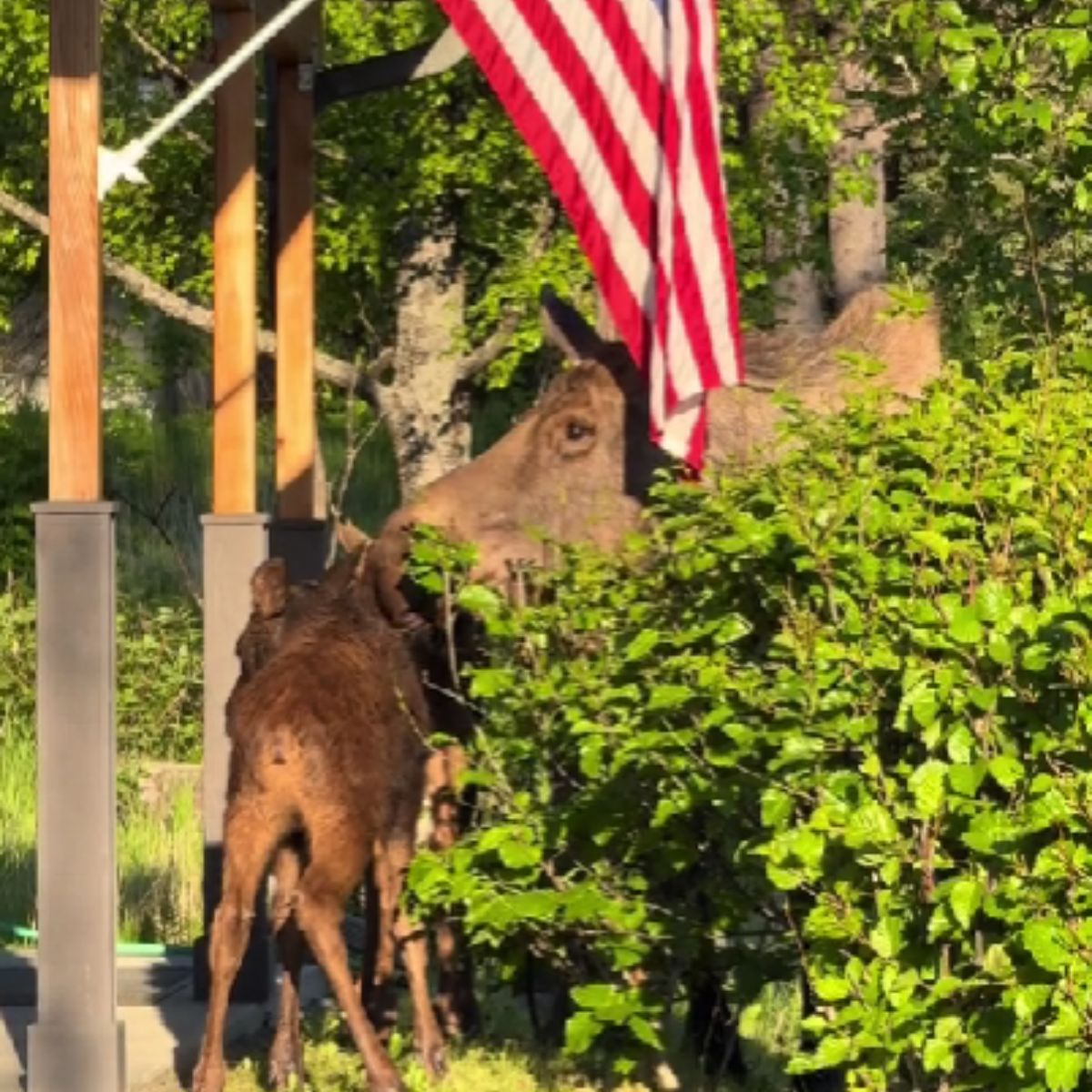 photo of moose and baby moose