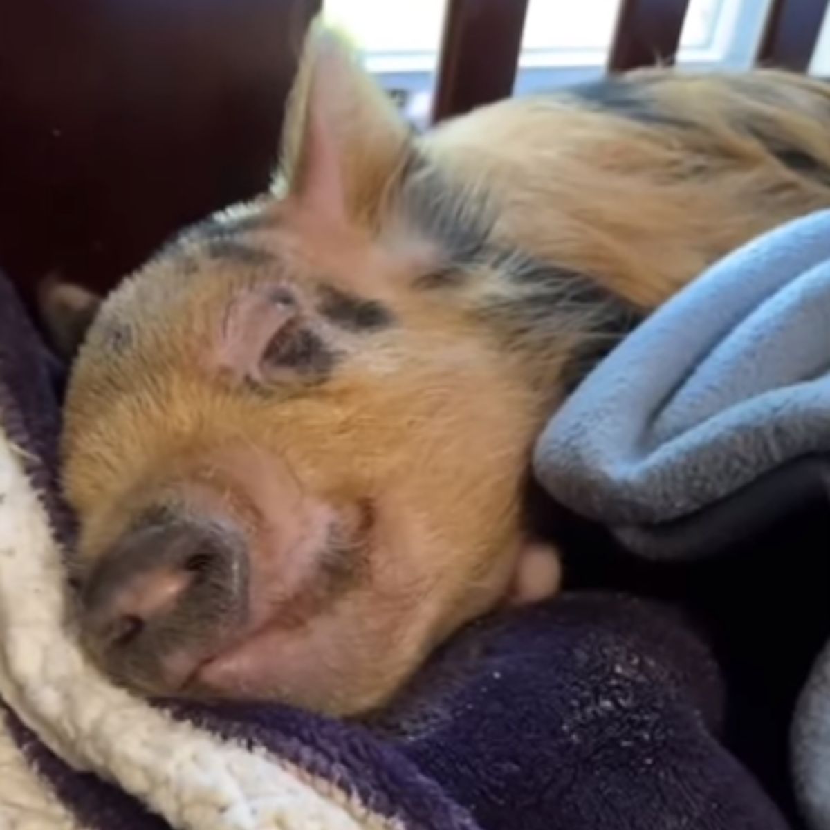 photo of piglet sleeping