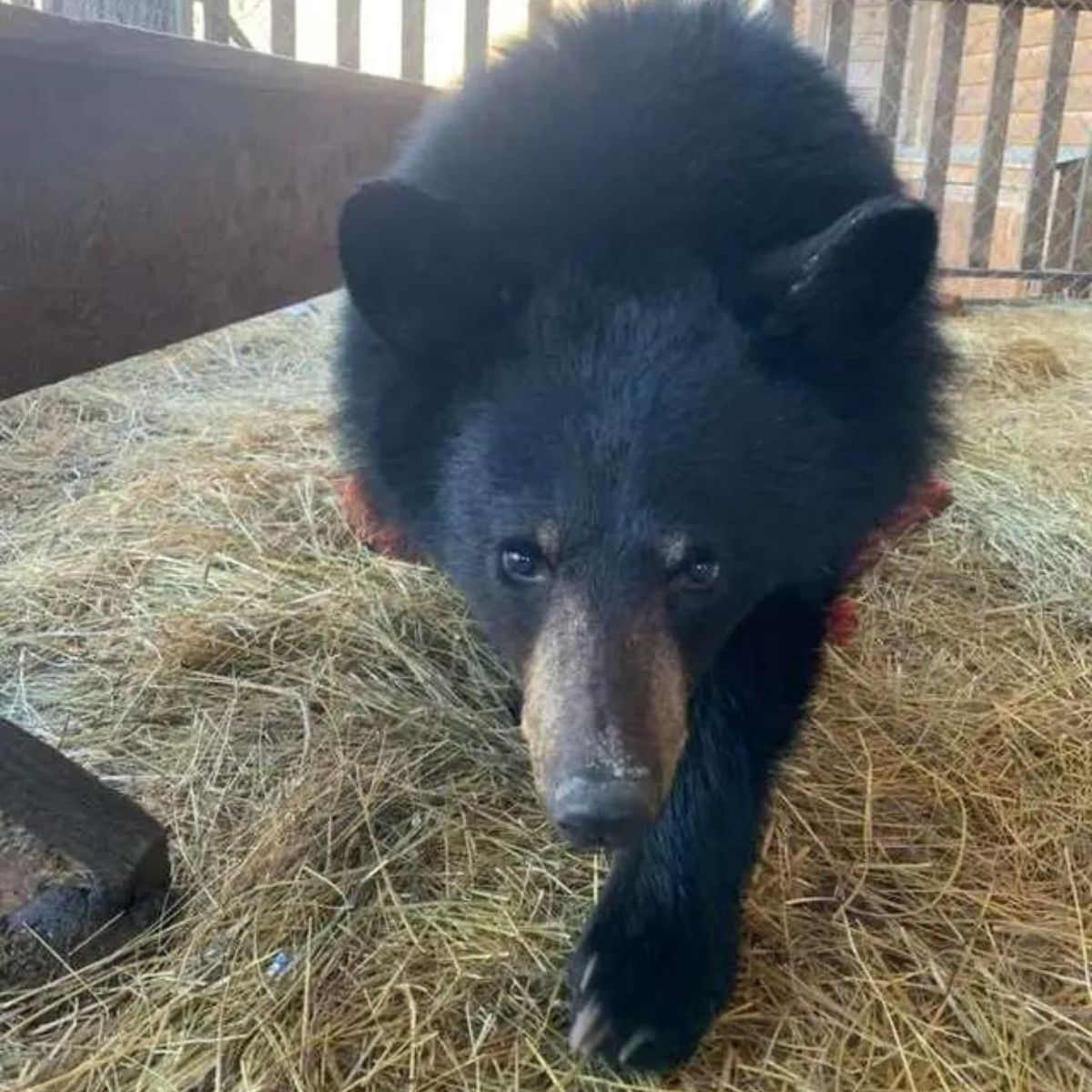 photo of rescued black bear