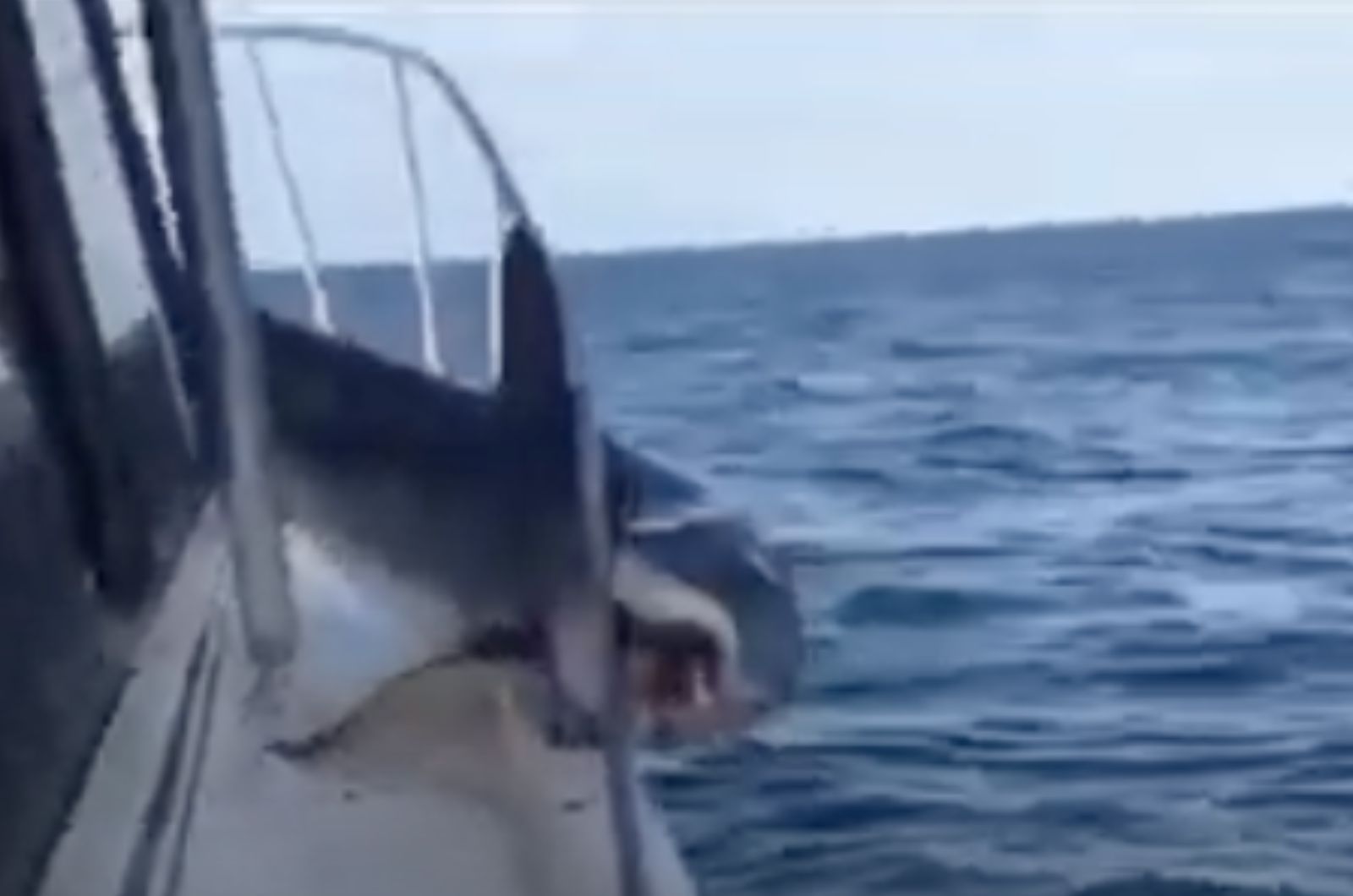 photo of shark on a boat