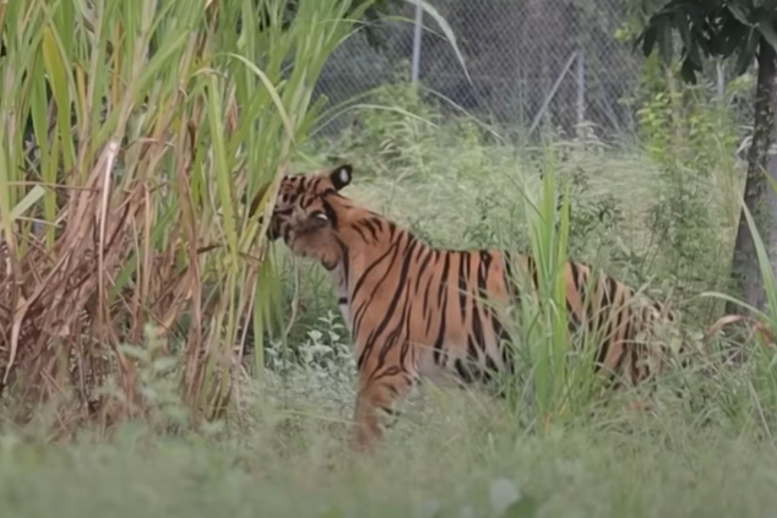 photo of tiger in tall grass