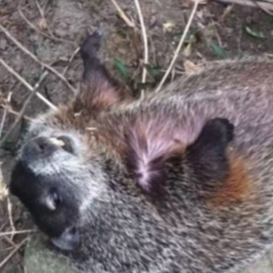 Pennsylvania Hero Finds Blind Woodchuck In Backyard Desperately ...