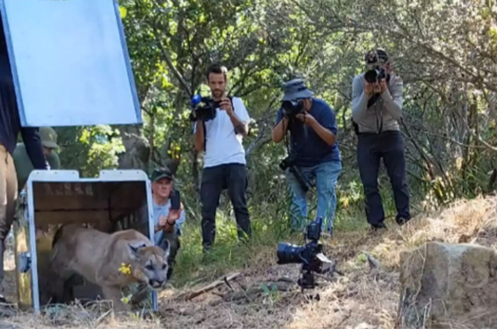 photographers take pictures of a Baby Mountain Lion as it emerges from its cage