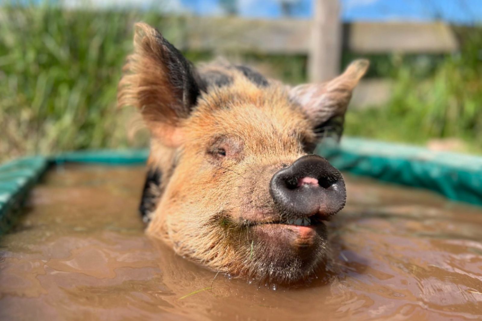 pig bathing