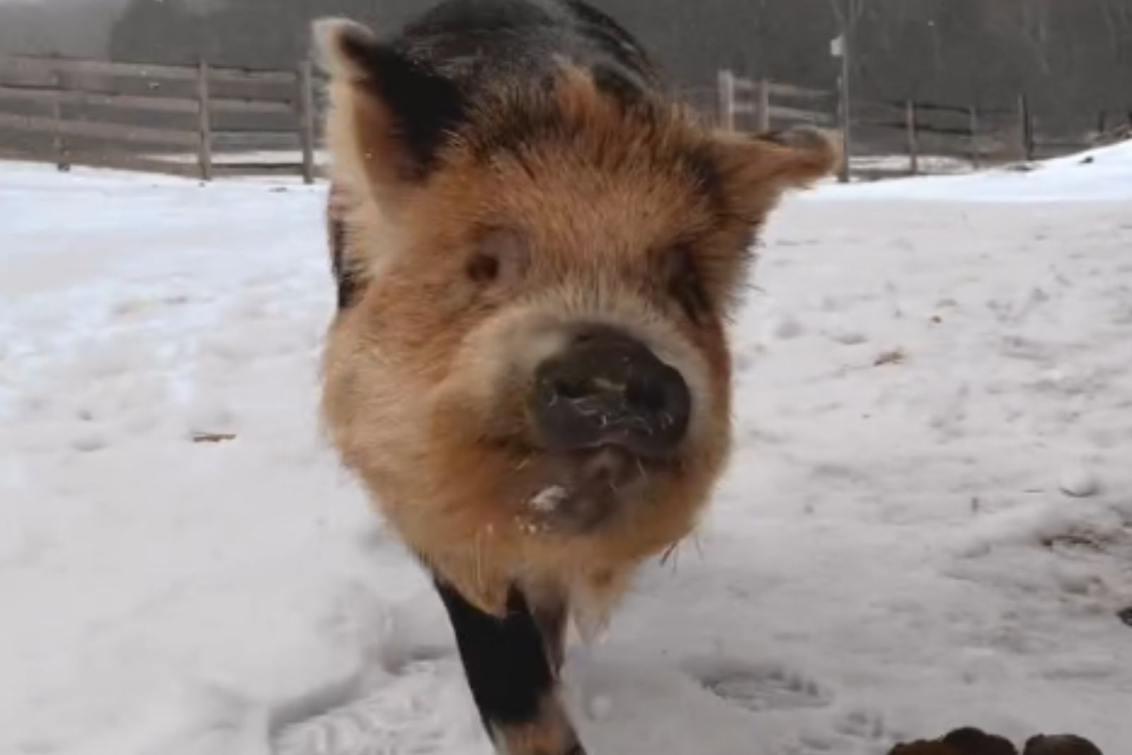 pig on a snow