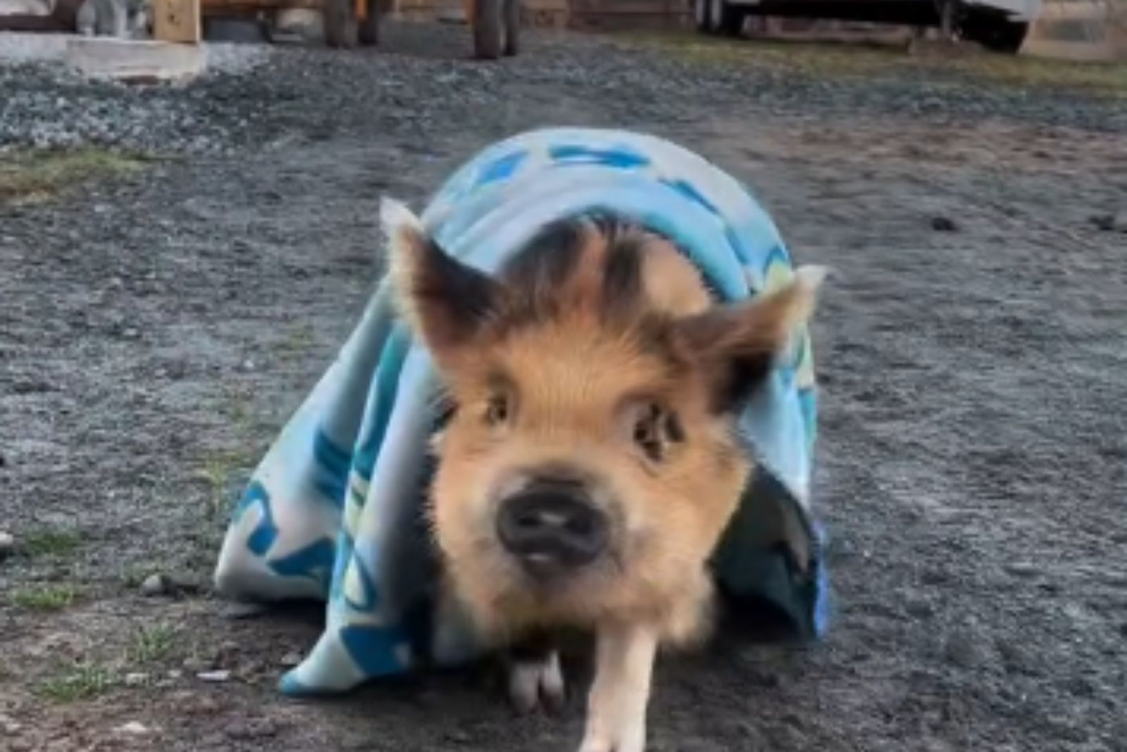 pig under blanket