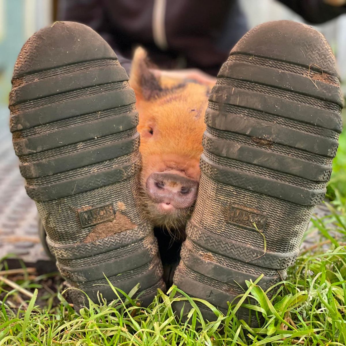 piglet peeking between man's feet