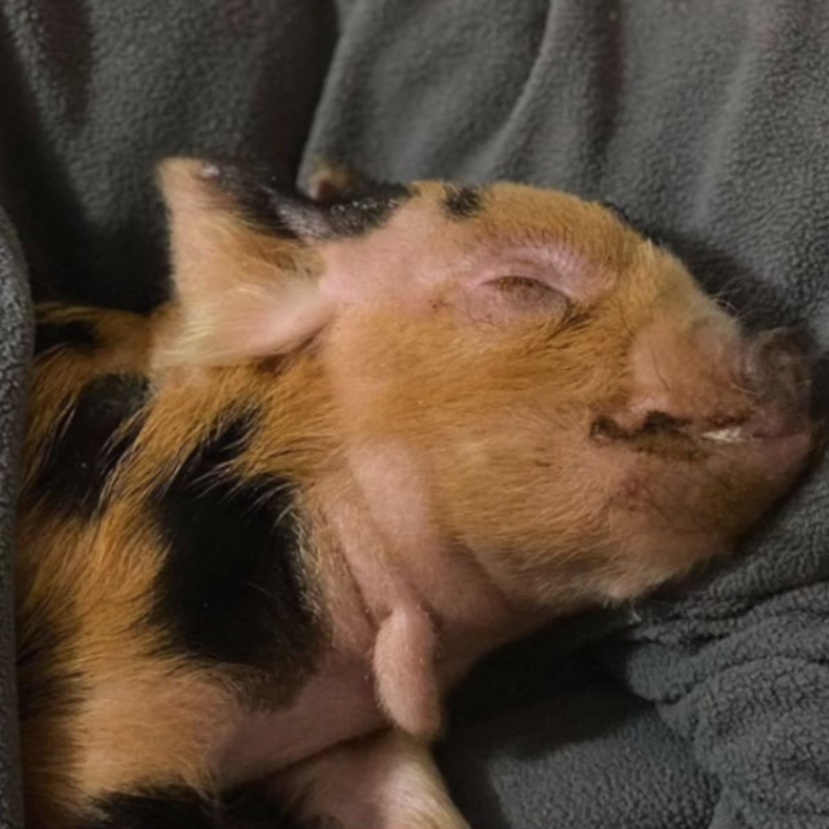 piglet sleeping