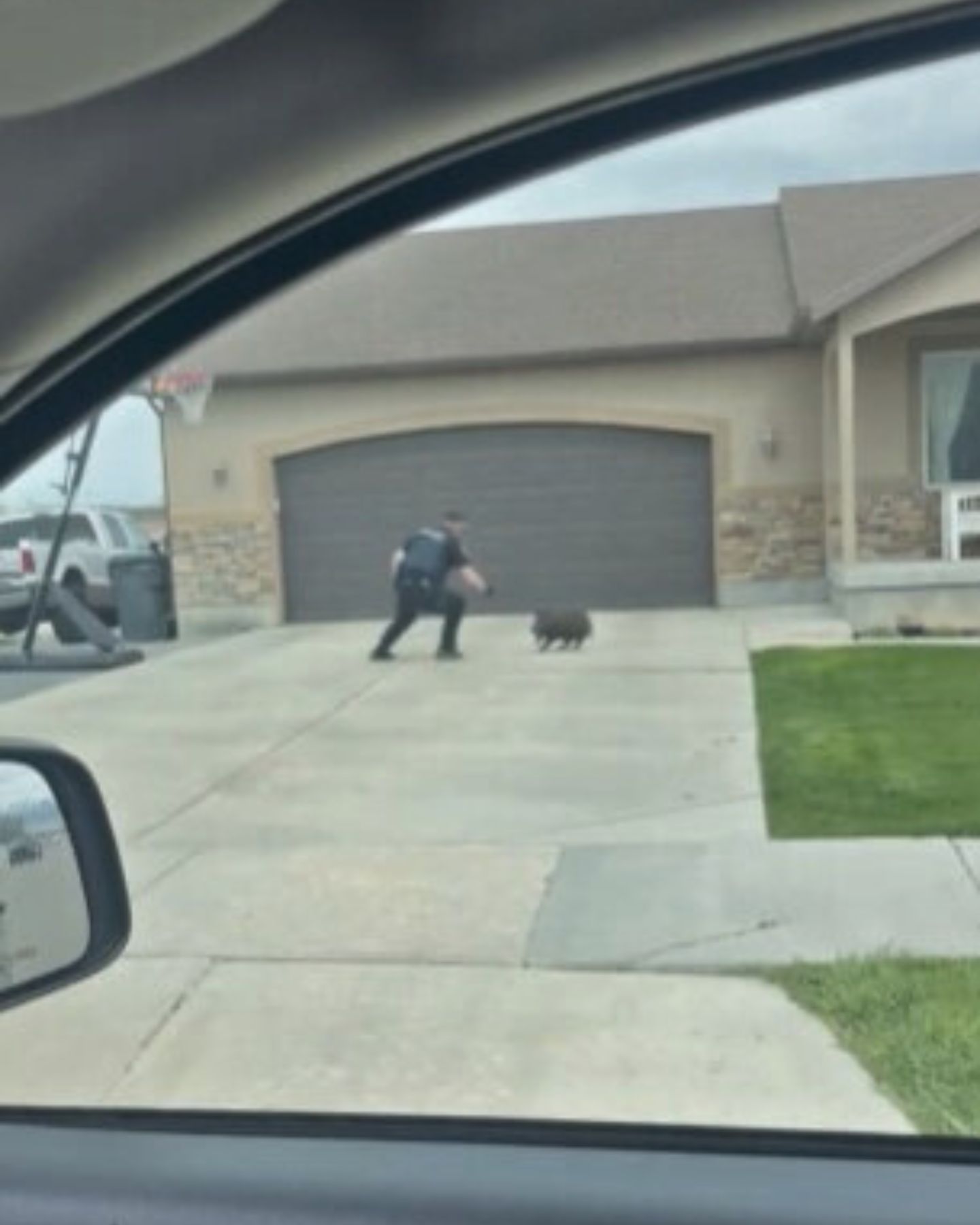 police officer catching a hog