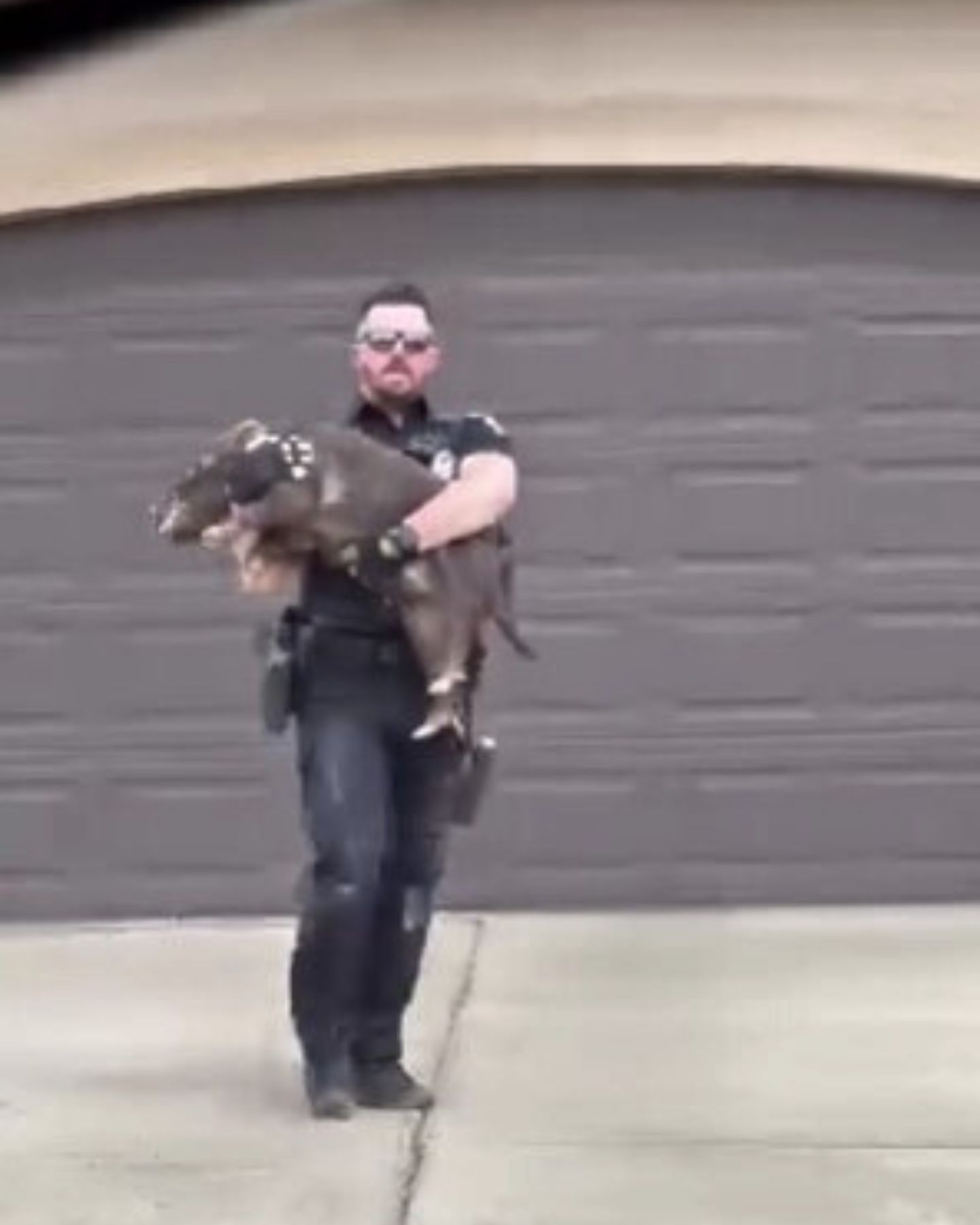 police officer holding a hog