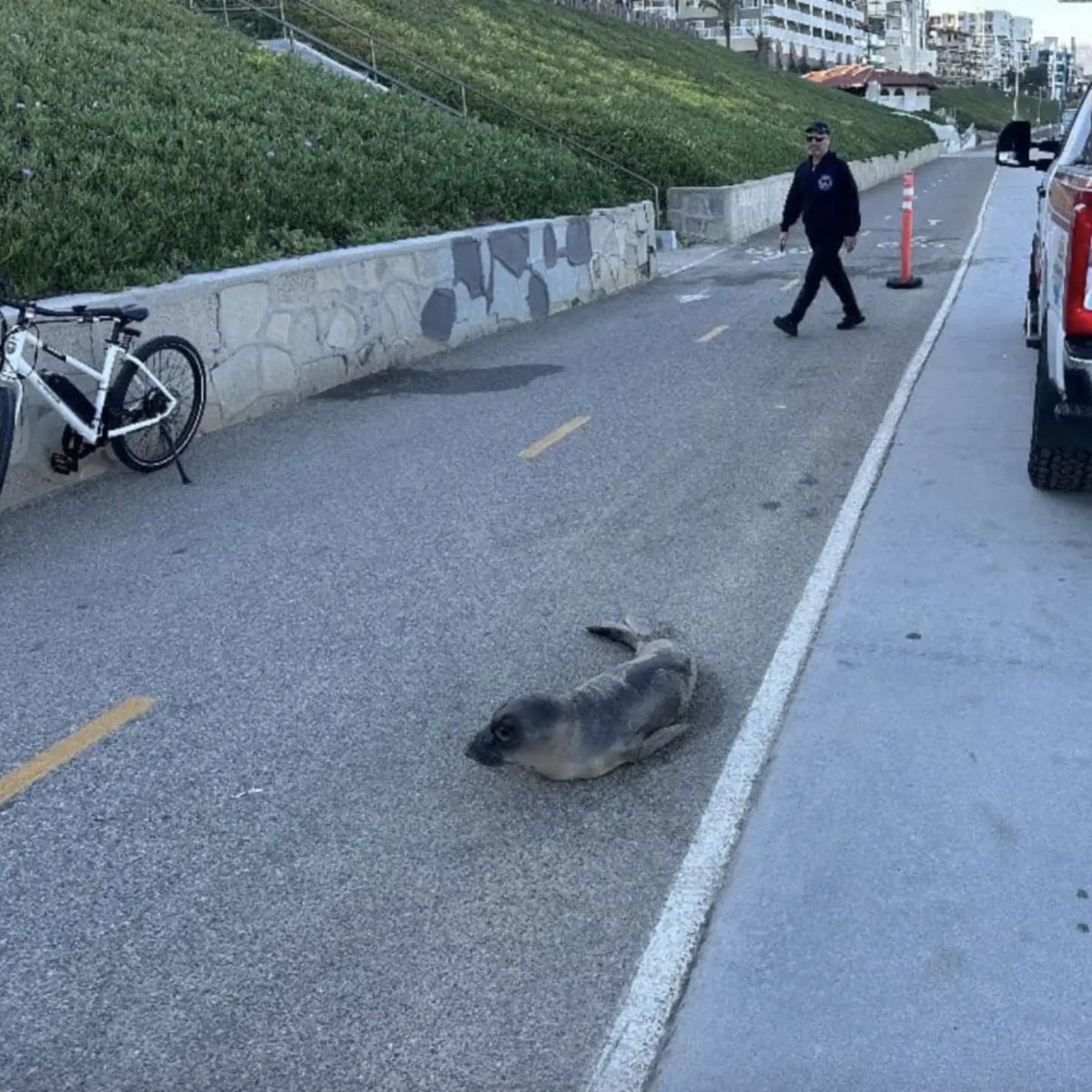 police officer walking to the seal pup