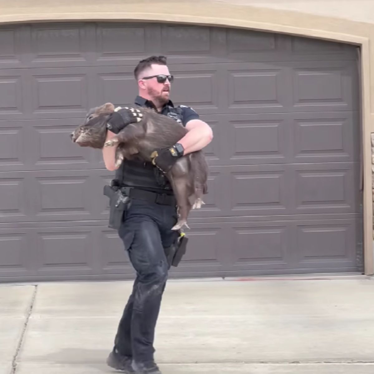 policeman carrying a hog