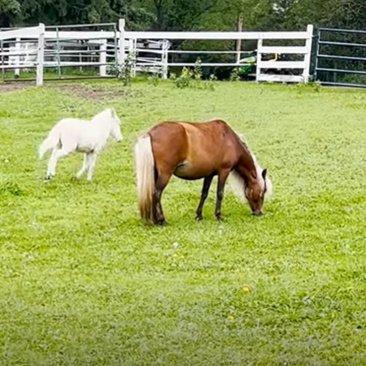 pony and horse