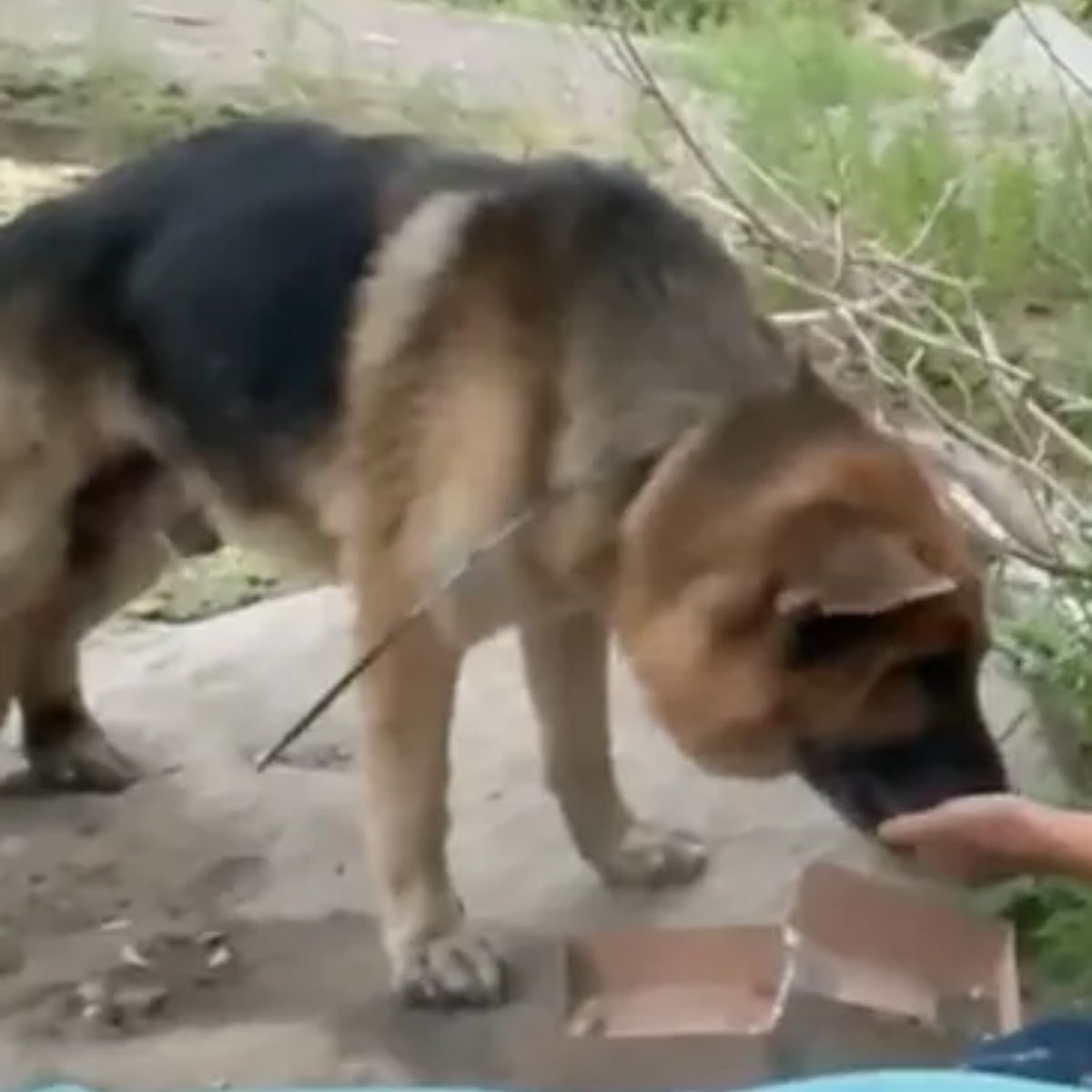 poor dog sniffing hand