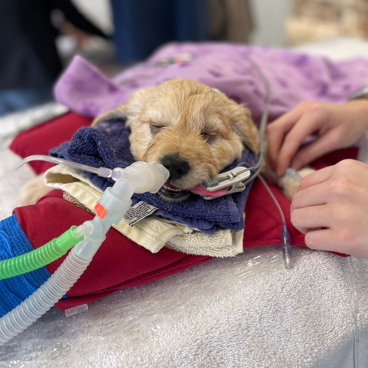 poor puppy lying on the vet table