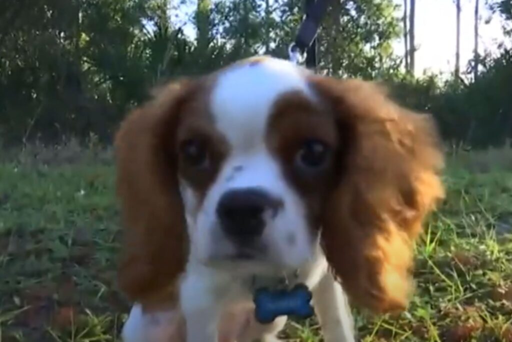 portrait of a cute dog with brown ears