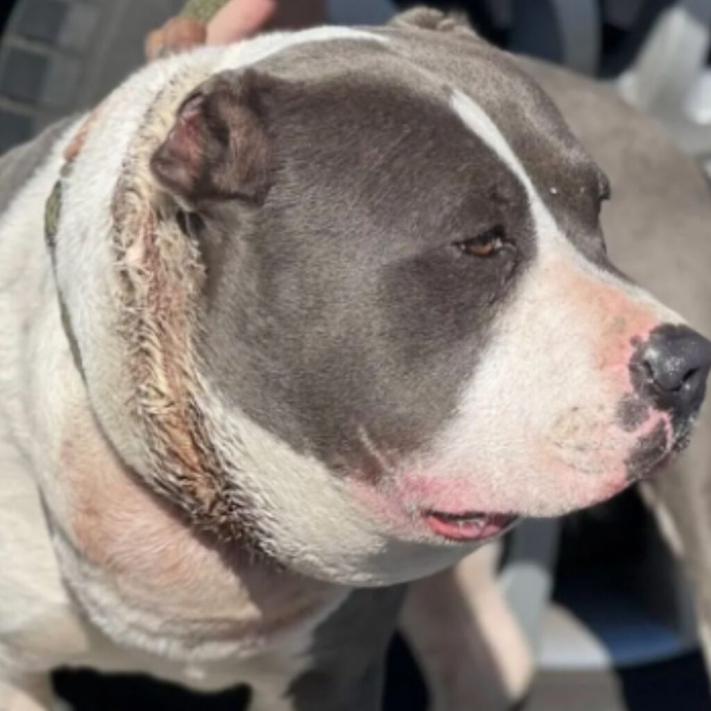 portrait of a dog with a swollen face