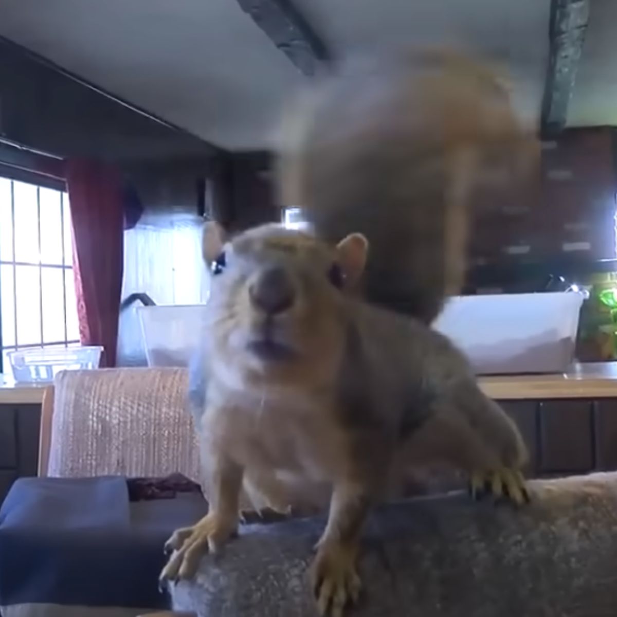 portrait of a house squirrel on the couch