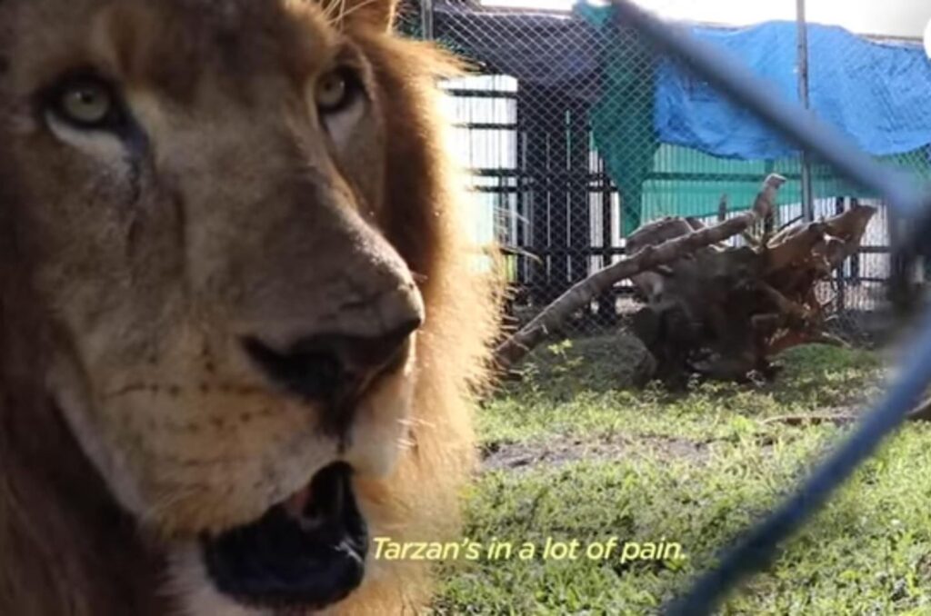 portrait of a lion