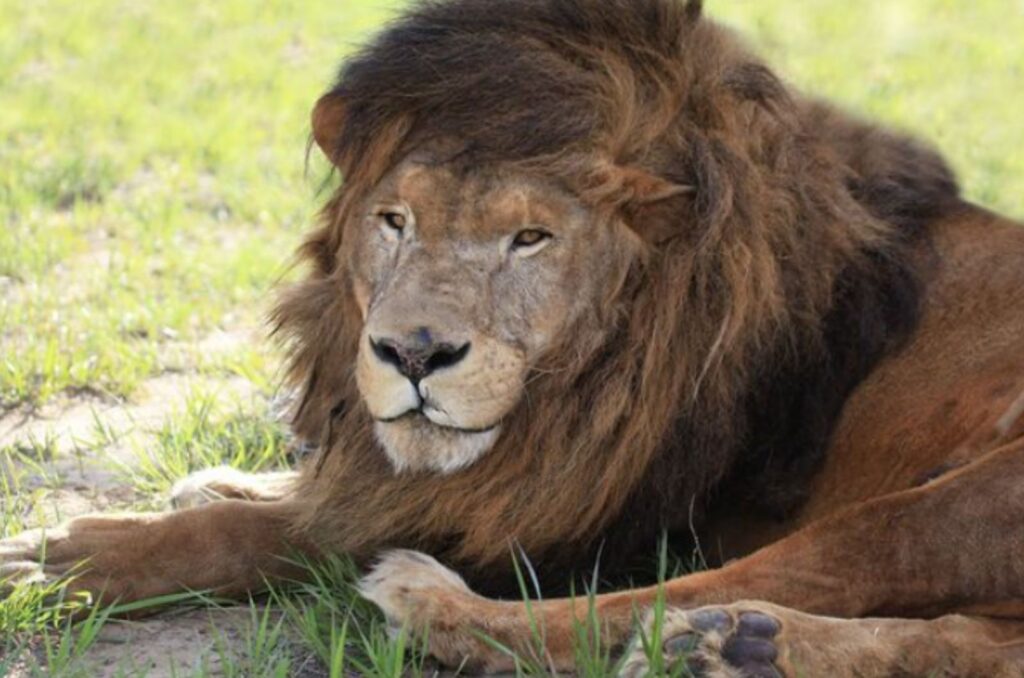 portrait of a lion lying on the grass