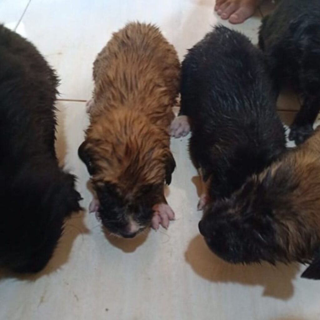 portrait of five puppies