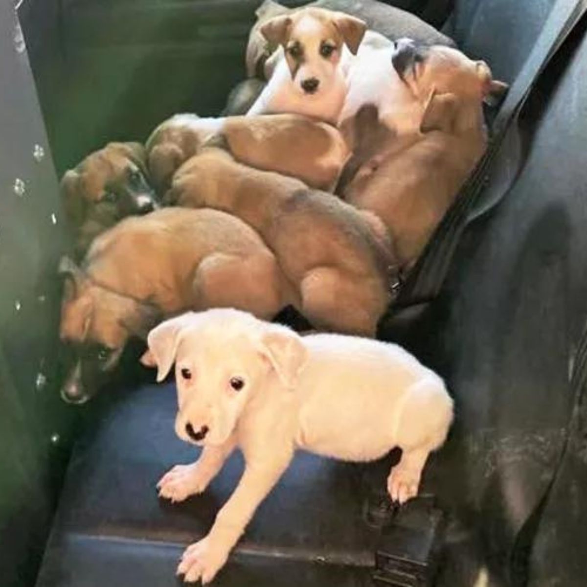 puppies on the seat