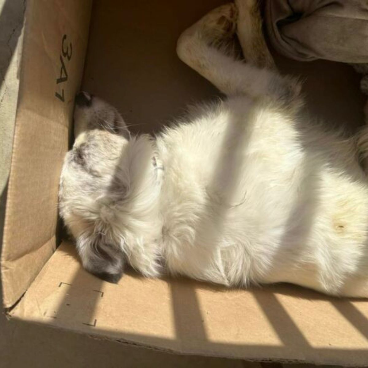 puppy in a box