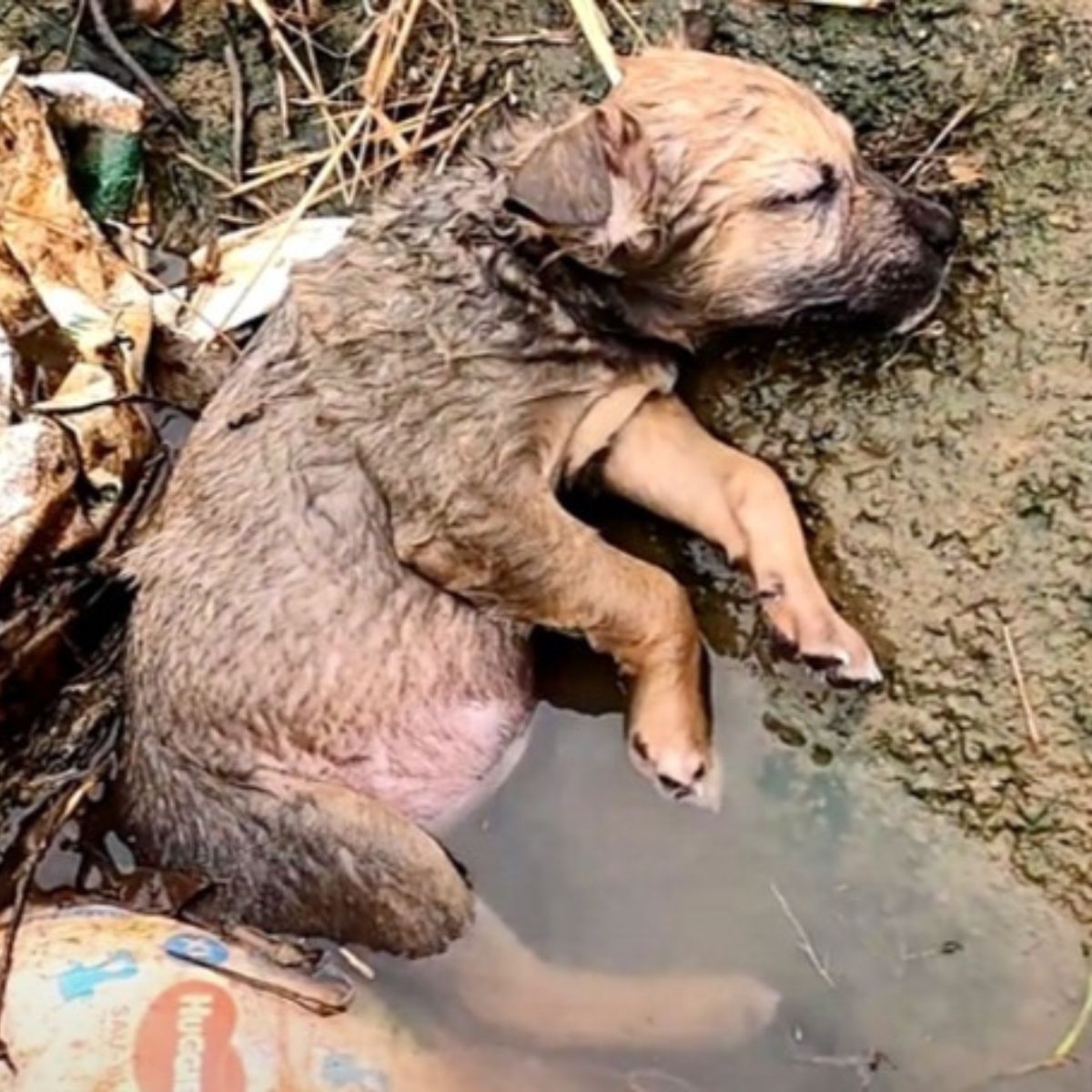 puppy lying motionless